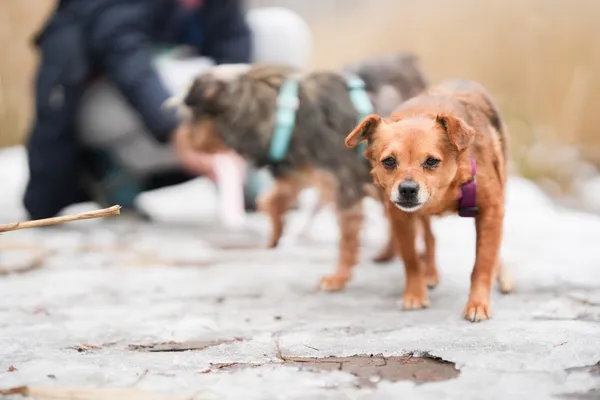 Znaleziono psa, Sosnowiec, 20 stycznia 2026 (3/5)