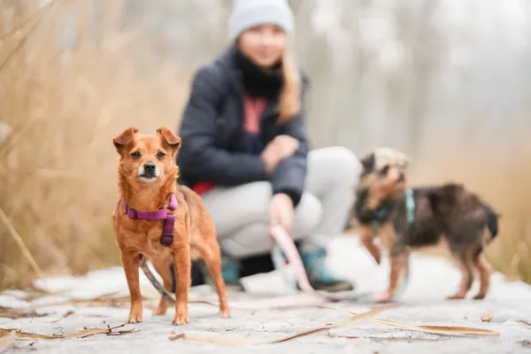 Znaleziono psa, Sosnowiec, 20 stycznia 2026 (4/5)