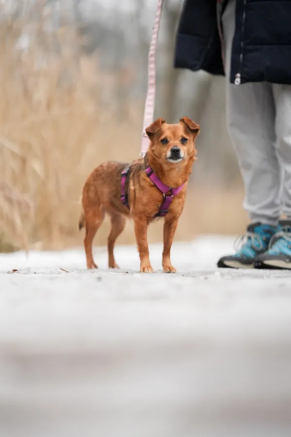 Znaleziono psa, Sosnowiec, 20 stycznia 2026 (5/5)