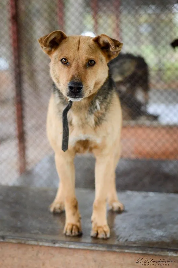 Oddam psa, Władysławowo, 22 stycznia 2026 (4/5)