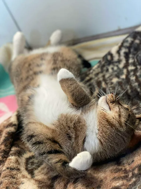 Kot do adopcji, Żywiec, 21 stycznia 2026 (2/5)