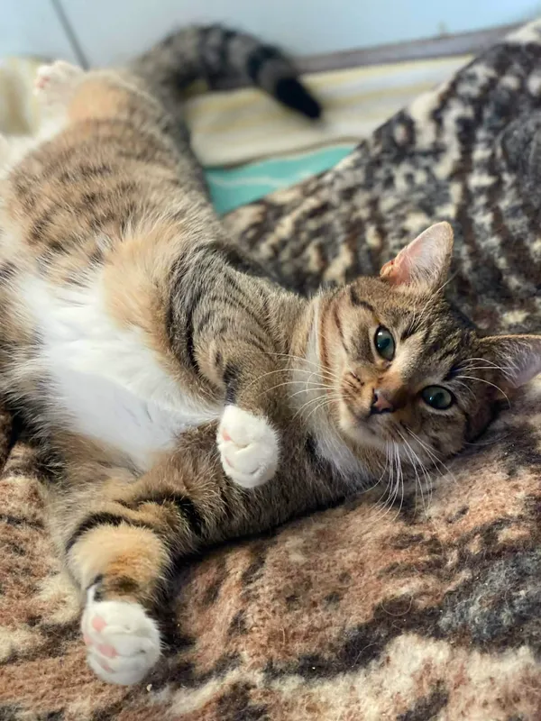 Kot do adopcji, Żywiec, 21 stycznia 2026 (4/5)