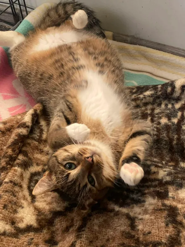 Kot do adopcji, Żywiec, 21 stycznia 2026 (5/5)