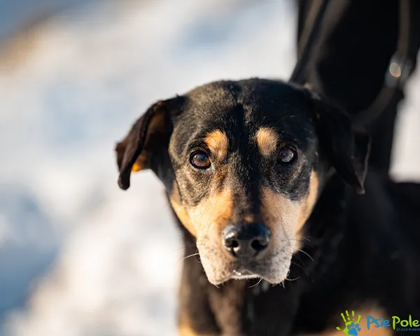 Znaleziono psa, Racławice, 14 stycznia 2026 (3/5)