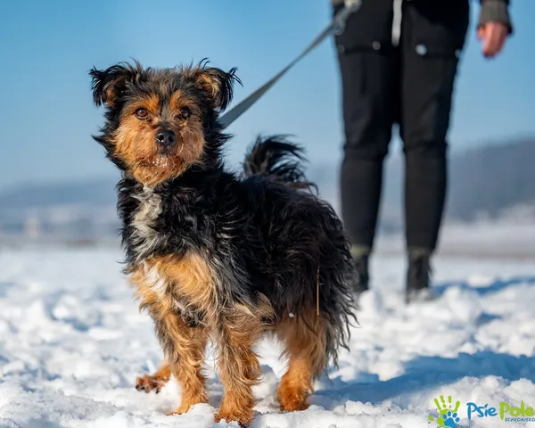 Znaleziono psa, Racławice, 14 stycznia 2026 (3/5)