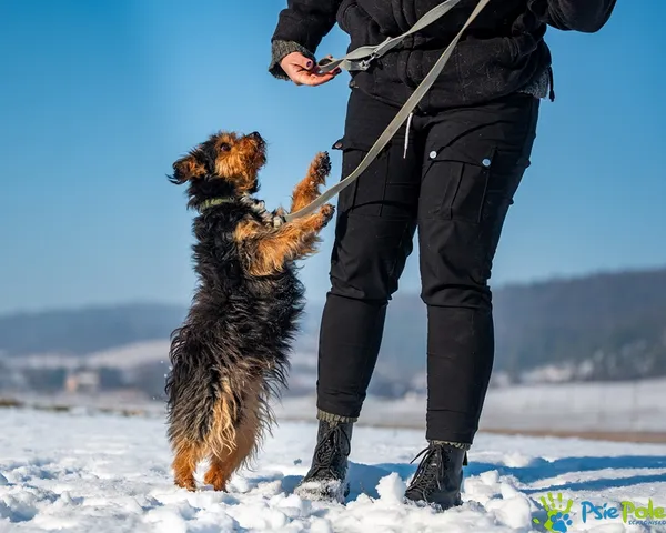 Znaleziono psa, Racławice, 14 stycznia 2026 (5/5)