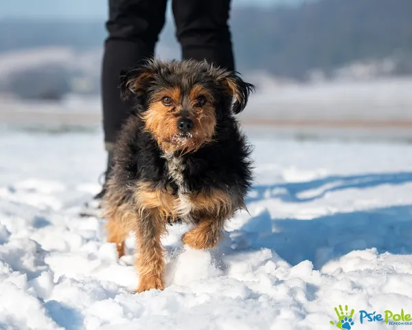 Znaleziono psa, Racławice, 14 stycznia 2026 (1/5)