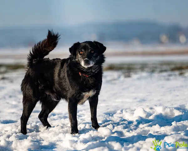 Znaleziono psa, Racławice, 13 stycznia 2026 (2/5)