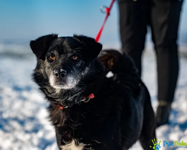 Znaleziono psa, Racławice, 13 stycznia 2026 (5/5)