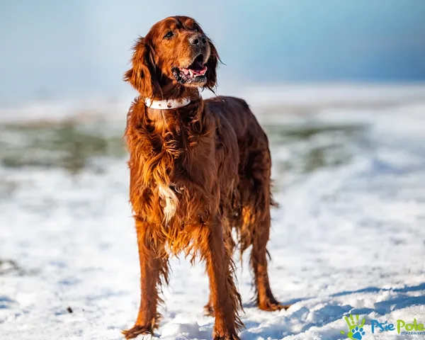 Znaleziono psa, Racławice, 13 stycznia 2026 (2/5)