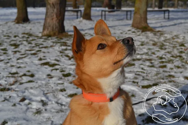 Pies do adopcji, Chełmek, 28 maja 2024