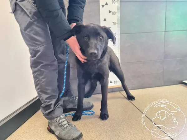 Znaleziono psa, Chełmek, 22 stycznia 2026