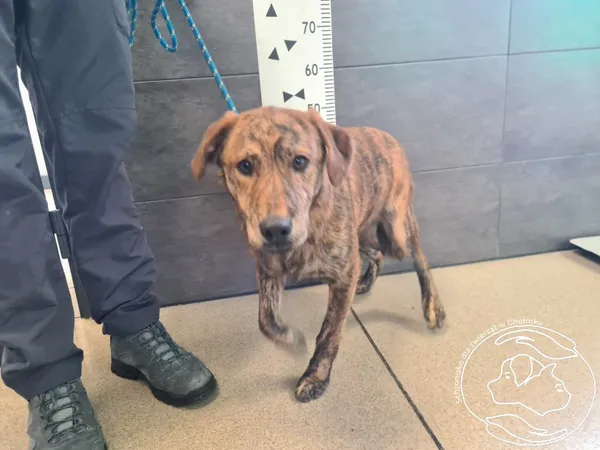 Znaleziono psa, Chełmek, 22 stycznia 2026