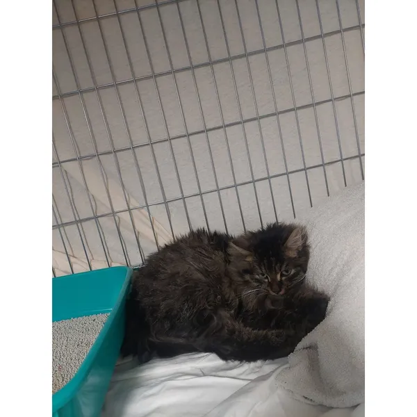 Znaleziono kota, Białystok, 21 stycznia 2026