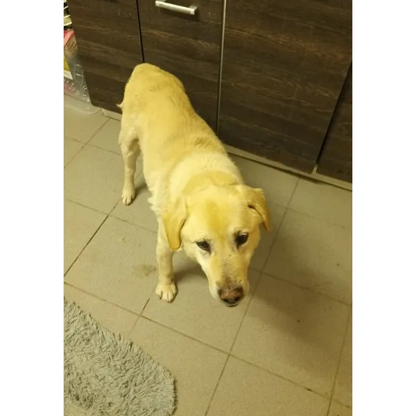 Znaleziono psa, Białystok, 21 stycznia 2026