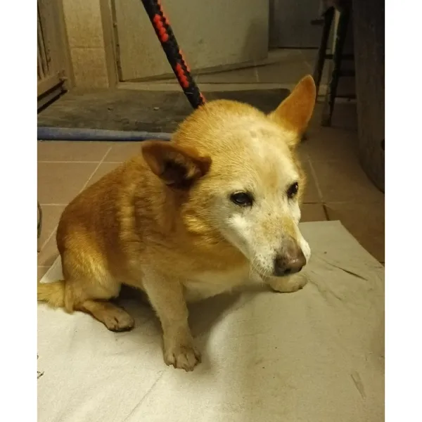 Znaleziono psa, Białystok, 21 stycznia 2026