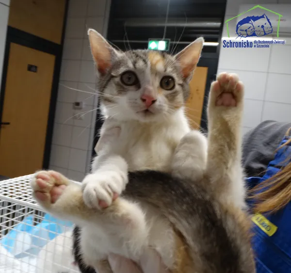 Kot do adopcji, Szczecin, 21 stycznia 2026