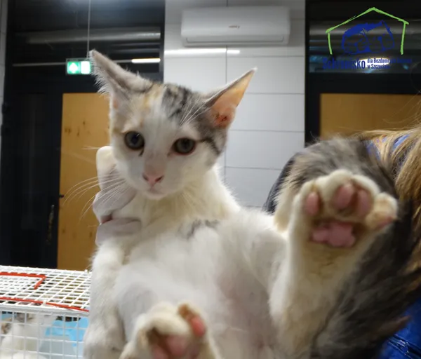 Kot do adopcji, Szczecin, 21 stycznia 2026