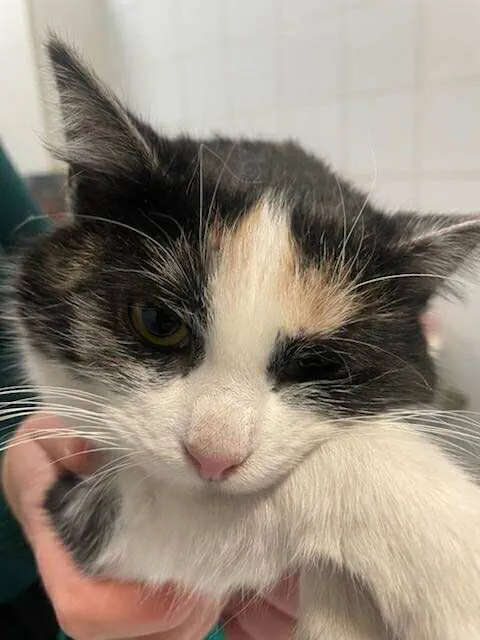 Znaleziono kota, Lublin, 20 stycznia 2026