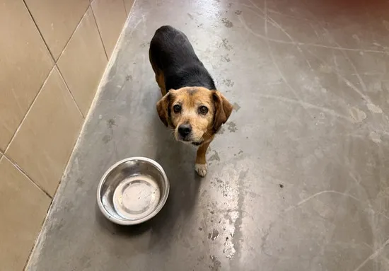 Pies do adopcji, Kraków, 6 stycznia 2026