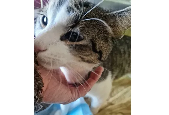 Kot do adopcji, Wrocław, 14 stycznia 2026