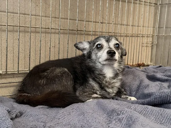 Pies do adopcji, Kraków, 7 stycznia 2026