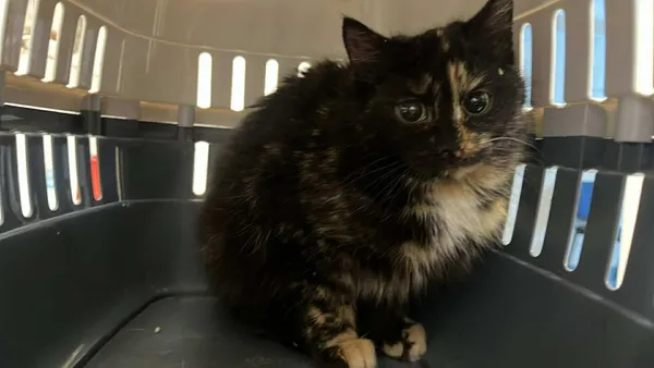 Znaleziono kota, Toruń, 20 stycznia 2026