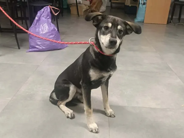 Znaleziono psa, Toruń, 20 stycznia 2026