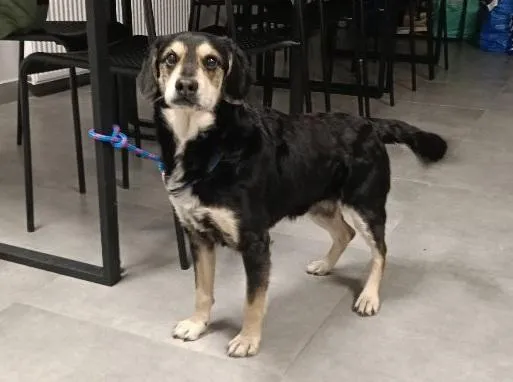 Znaleziono psa, Toruń, 19 stycznia 2026