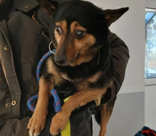 Znaleziono psa, Toruń, 19 stycznia 2026