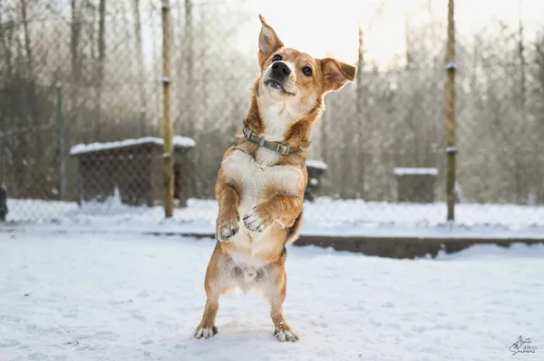 Pies do adopcji, Chojnice, 21 stycznia 2026 (2/4)