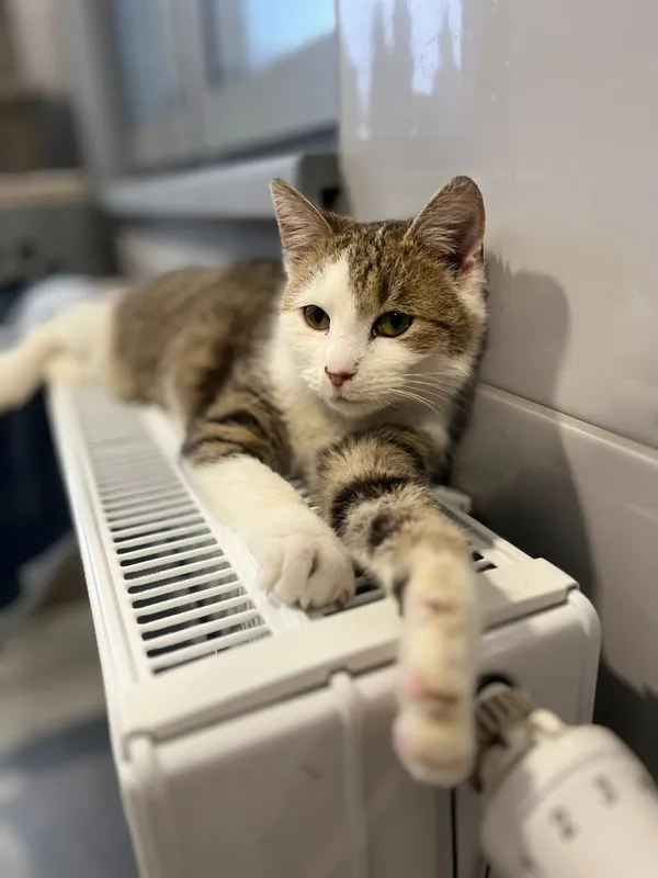Kot do adopcji, Tychy, 22 grudnia 2025