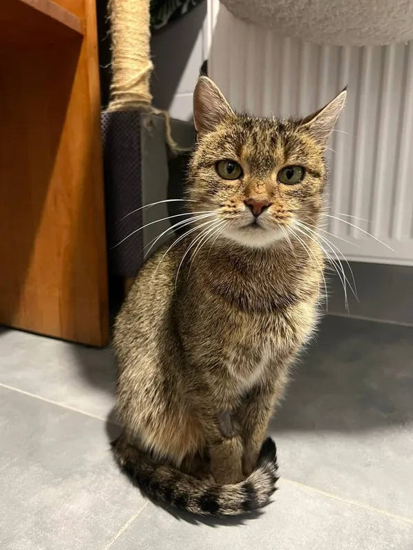 Kot do adopcji, Tychy, 18 grudnia 2025