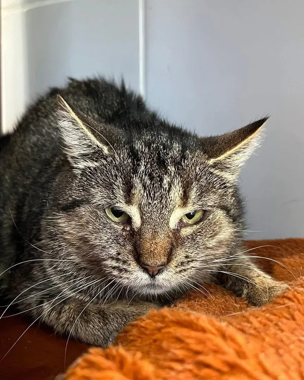 Kot do adopcji, Tychy, 23 listopada 2025