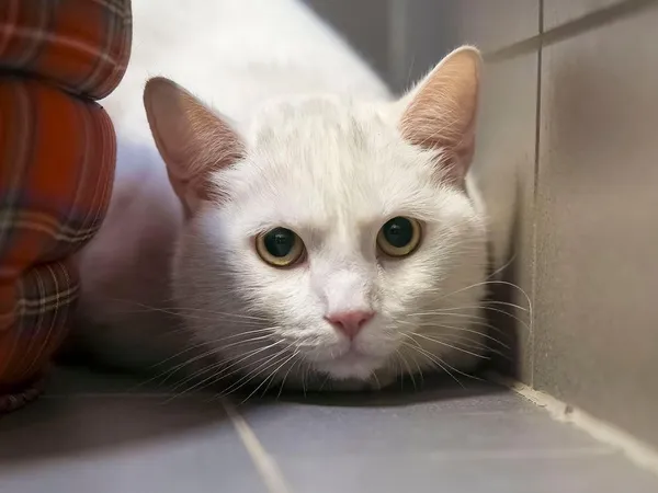 Kot do adopcji, Sopot, 22 stycznia 2026 (3/3)