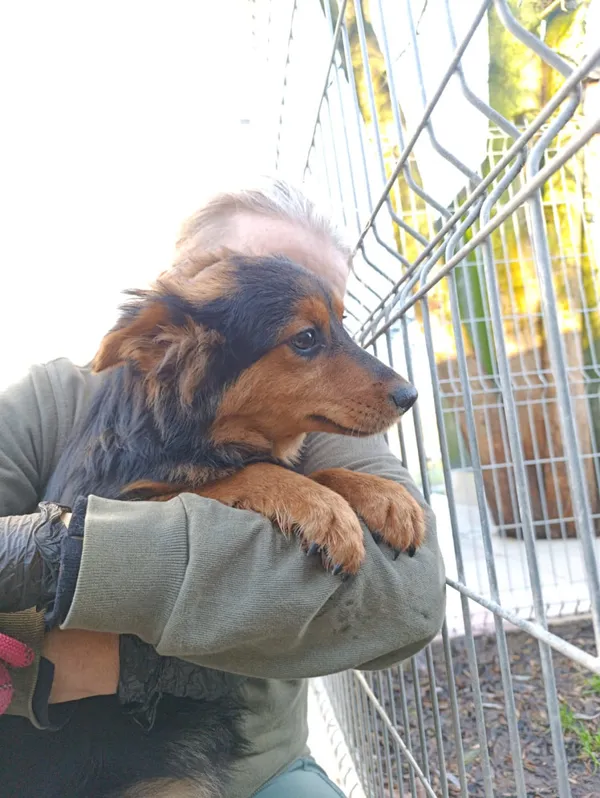 Pies do adopcji, Bełchatów, 29 października 2025 (2/5)