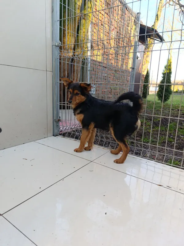 Pies do adopcji, Bełchatów, 29 października 2025 (3/5)