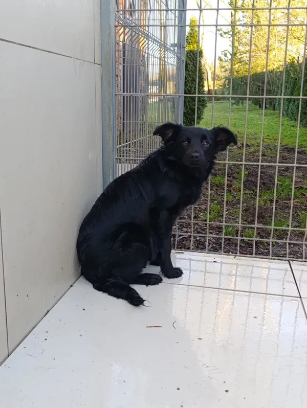 Pies do adopcji, Bełchatów, 29 października 2025 (5/5)