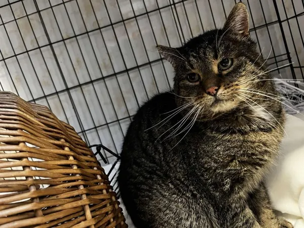 Znaleziono kota, Toruń, 20 stycznia 2026