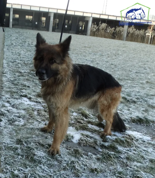 Znaleziono psa, Szczecin, 21 stycznia 2025 (1/2)