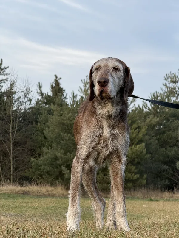 Pies do adopcji, Pieczyska, 22 stycznia 2026 (2/5)