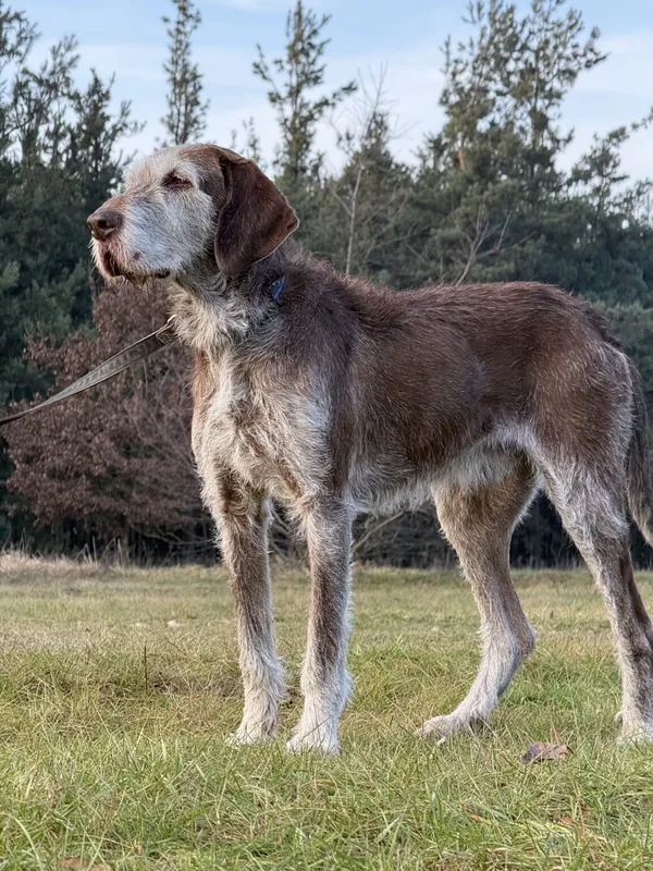 Pies do adopcji, Pieczyska, 22 stycznia 2026 (3/5)