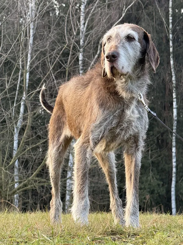 Pies do adopcji, Pieczyska, 22 stycznia 2026 (4/5)