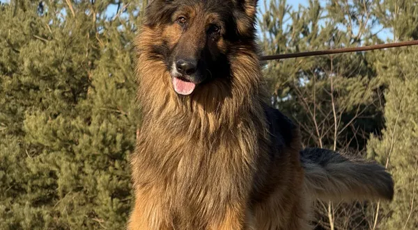 Pies do adopcji, Pieczyska, 22 stycznia 2026 (1/5)