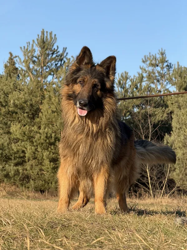 Pies do adopcji, Pieczyska, 22 stycznia 2026 (2/5)