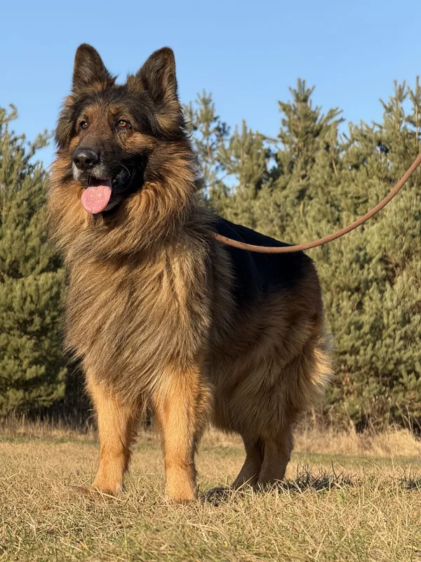 Pies do adopcji, Pieczyska, 22 stycznia 2026 (3/5)