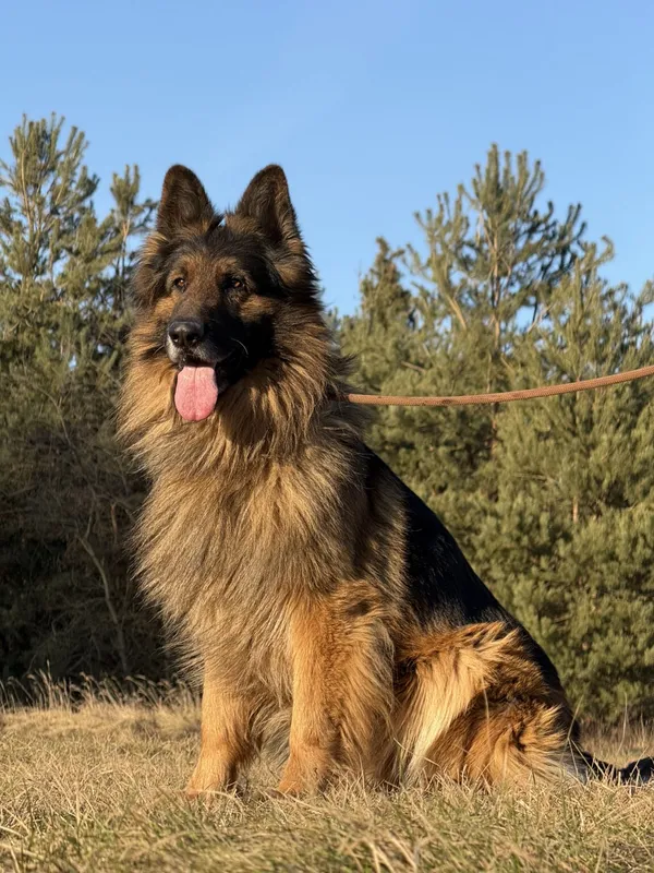 Pies do adopcji, Pieczyska, 22 stycznia 2026 (4/5)