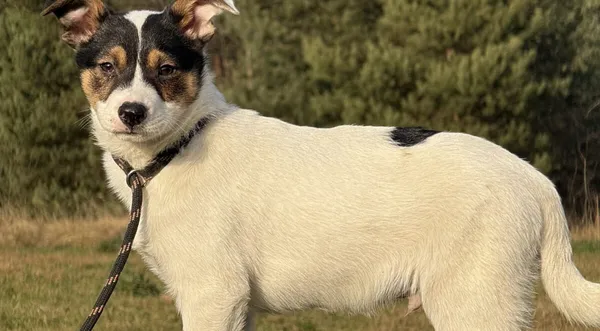 Pies do adopcji, Pieczyska, 22 stycznia 2026 (1/5)