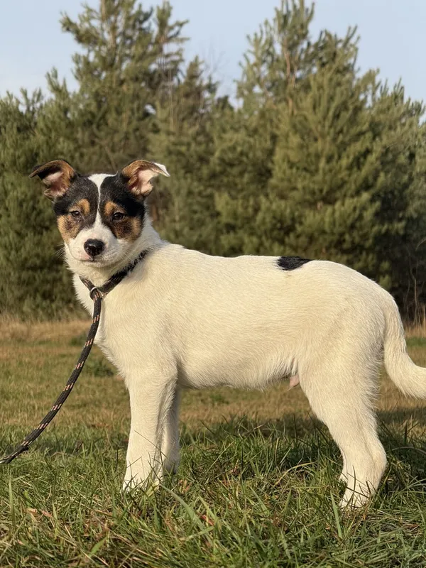 Pies do adopcji, Pieczyska, 22 stycznia 2026 (2/5)