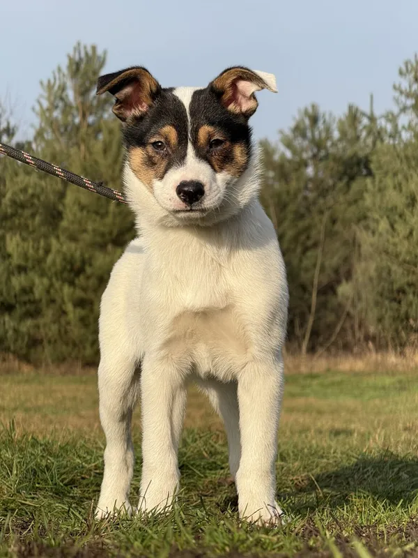 Pies do adopcji, Pieczyska, 22 stycznia 2026 (3/5)